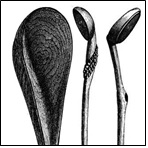 Kaffir Spoons and Scoops of Carved Wood—One-Sixth Real Size