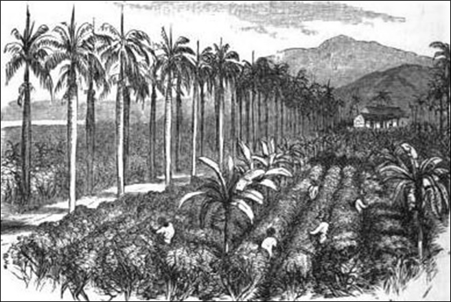 Coffee field