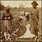 Blacks in a cotton field of South Carolina