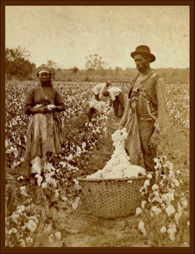 Blacks in a cotton field of South Carolina