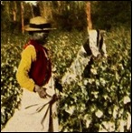 Cotton pickers in the field