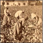 Female slaves picking cotton