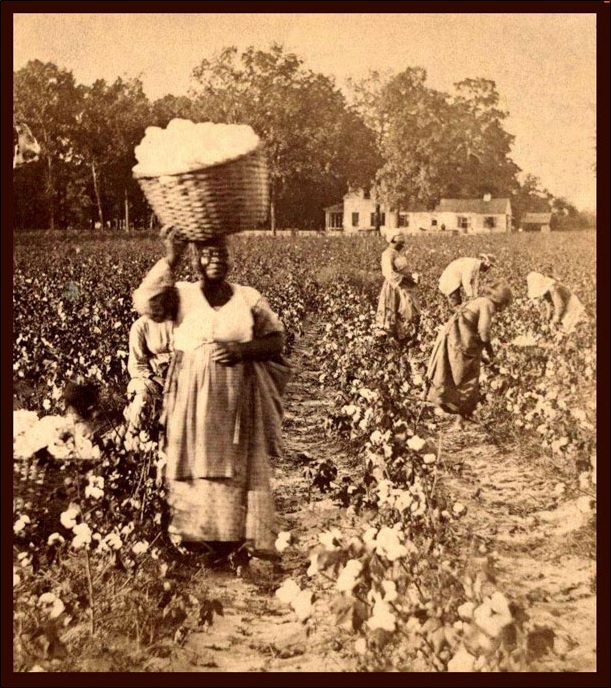 Female slaves picking cotton