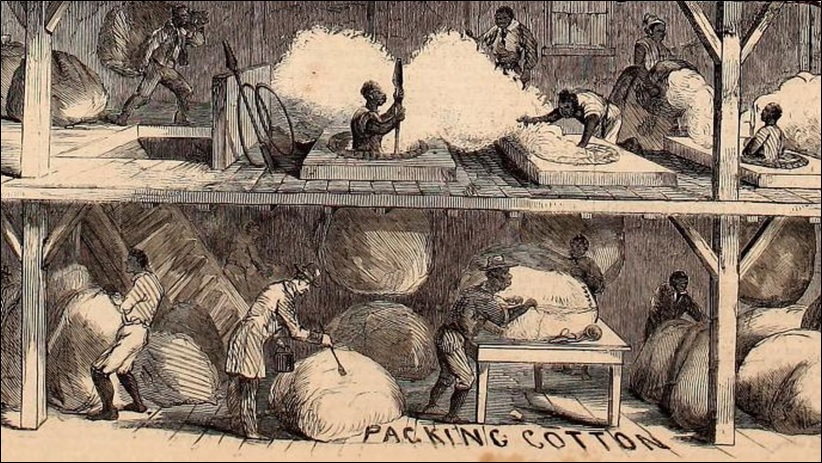 Packing cotton