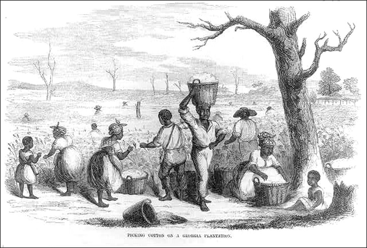 Picking cotton on a Georgia plantation