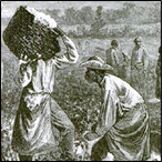 Scene on a cotton plantation