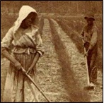 Blacks working the rice fields of Georgia