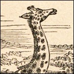 Giraffe: Section showing form of pit