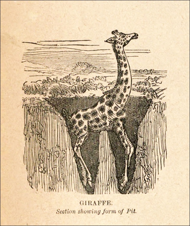 Giraffe: Section showing form of pit