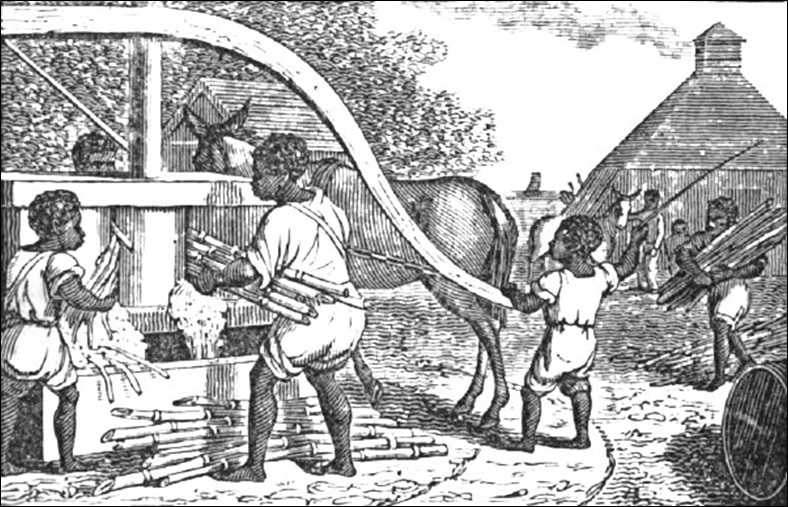 Slaves making sugar and molasses from sugar-cane