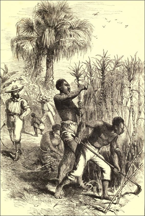 Slaves working on a plantation