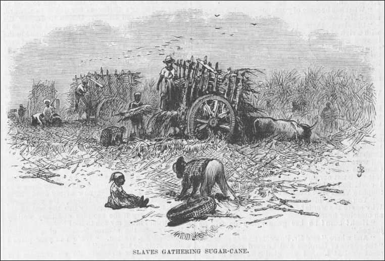 Slaves gathering sugar-cane